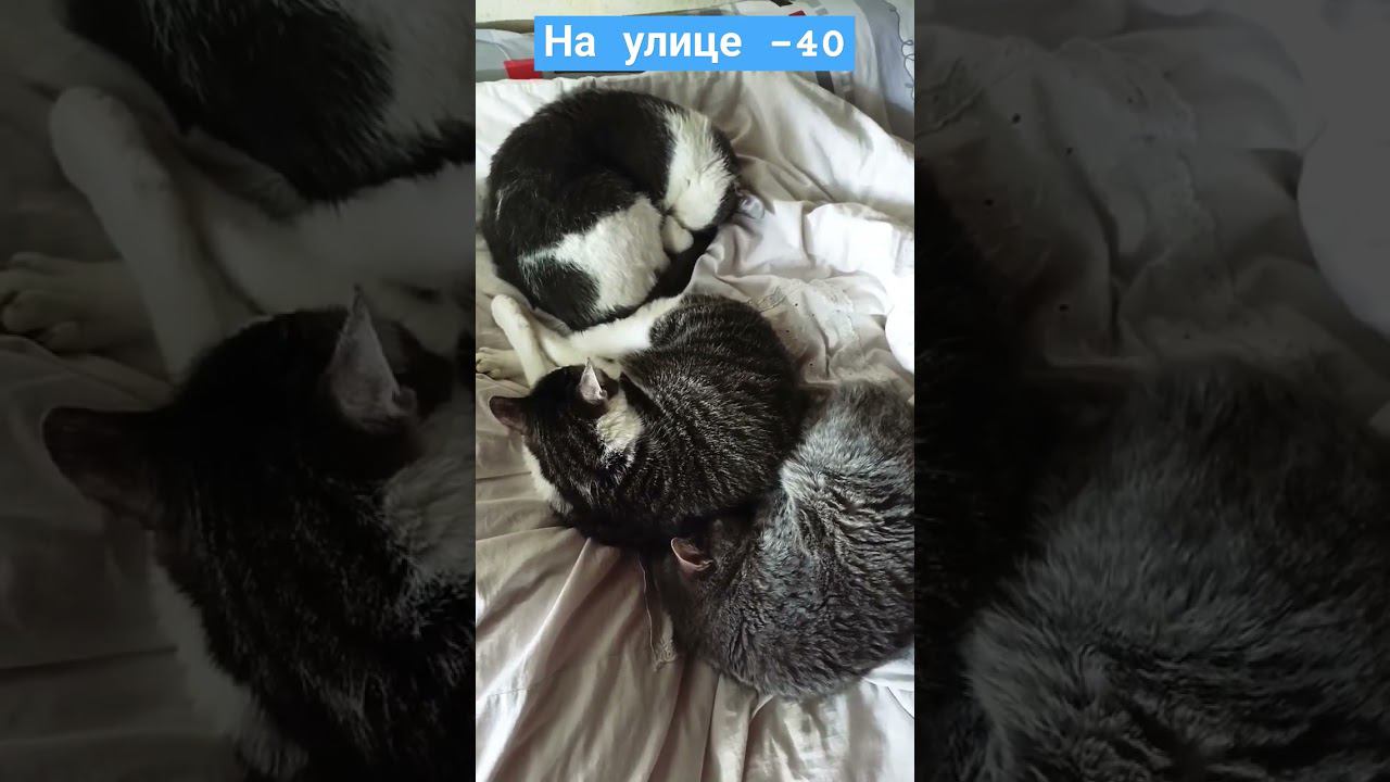 А у нас -40, кошки греются друг об друга. #кот #мурзик #питомец #лайк #котики #любовь #холодно