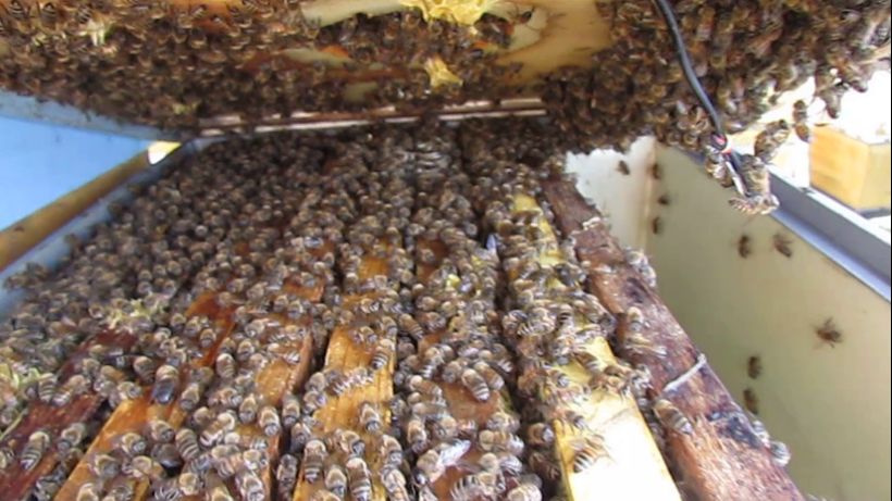 перевожу пчел на ячейку 4,6 - 5,0 мм, часть 68, первое расширение и подстановка магазина под мед