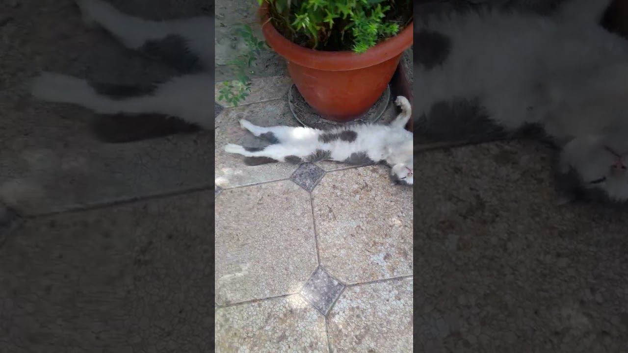 В какой класс пойдешь через 2 года #каникулы#кот#mem#матушказемля#юмор#рек#любовь #прикол #shorts