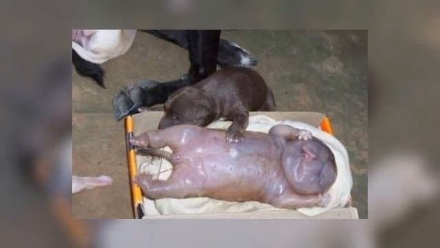 Бездомная собака родила человеческого детеныша