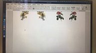 How I Resize and Mirror Images in WORD