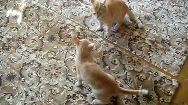 КОШАЧИЙ БОЙ