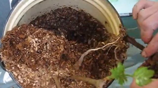 Виноград Столетие, Юпитер, Байконур. Укоренение.