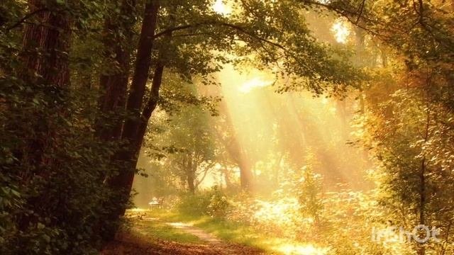 Singing Birds In The Forest, Sounds Of Nature , Relaxing Nature Sounds, Calming Nature Sounds,