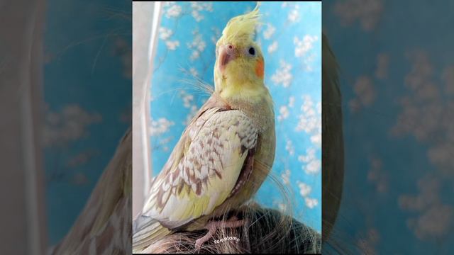 Ошибочка