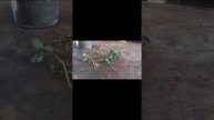All about Thyme (Thymus vulgaris)