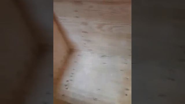 будка для Алабая.  своими руками. Владивосток