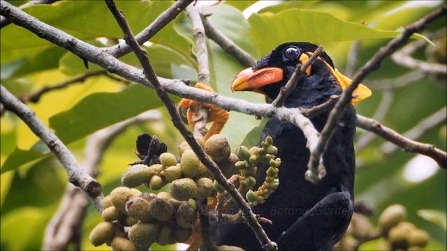 Part 2 - Bird Photography With OLYMPUS EM5  75-300mm F4.8-6.7 II  Birding In Singapore