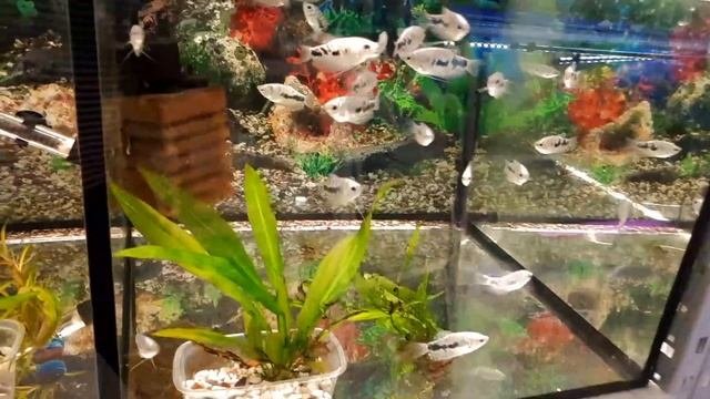 Аквариумные рыбки в Новосибирск Аква Маркет