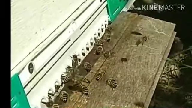Карника вентилирует улей