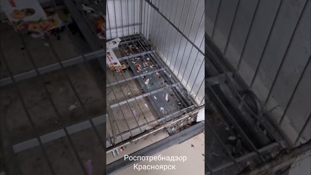 Fix Price» на правом берегу Красноярска временно закрыли из-за крыс.