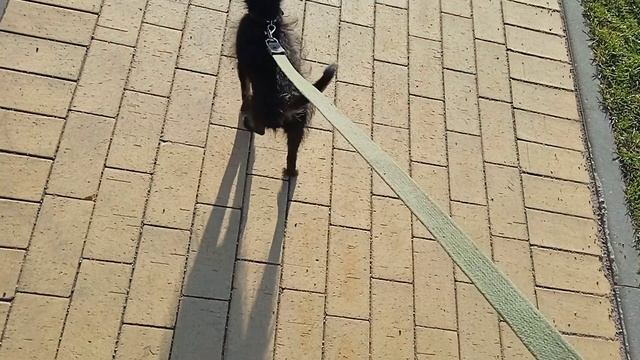 VLOG :  утрення прогулка с собакой/общаюсь с собачниками?