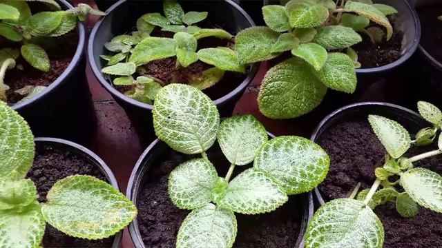MY ESPECIA PLANT/ AT KHULASA GARDEN