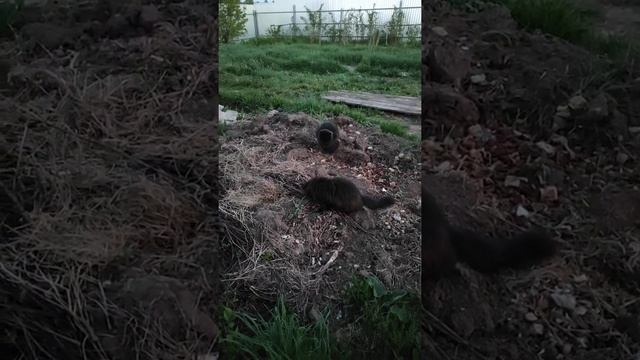 Чернуха и Алик ловят какого то невидимого зверя коты охотятся / cats hunt