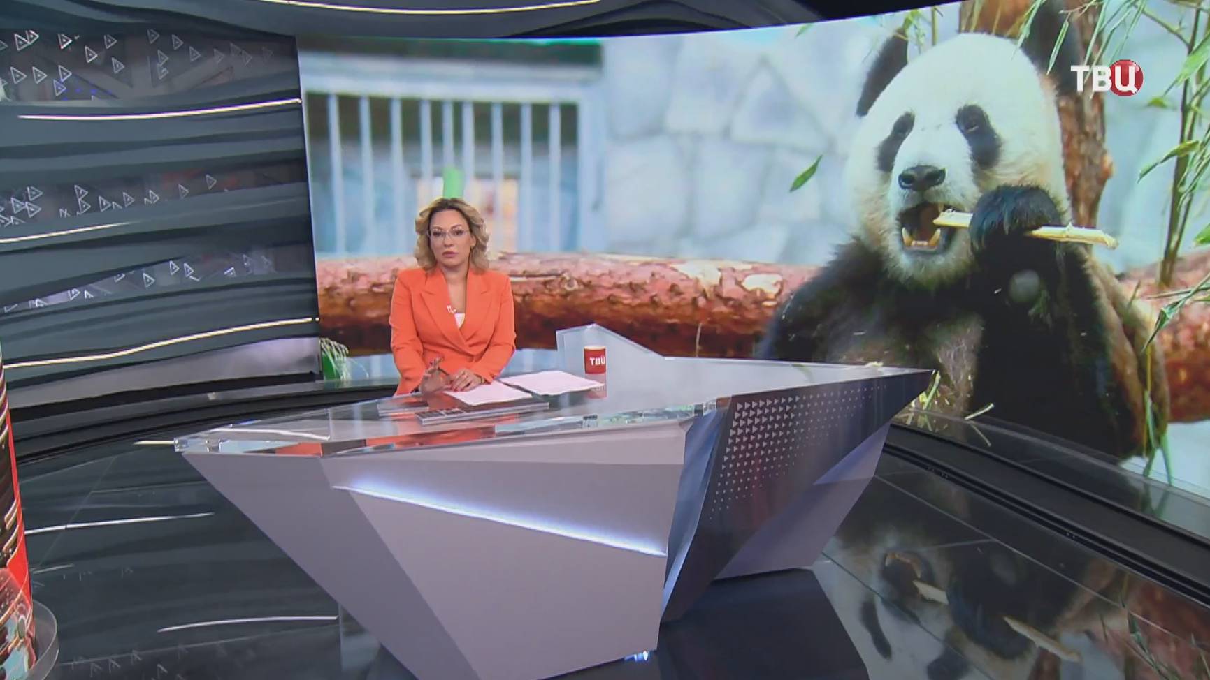 Большой праздник: в Московском зоопарке поздравляют панд Диндин и Жуи / События на ТВЦ