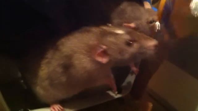 Крысы и навязчивый фантик от конфеты / Rats and an annoying candy wrapper