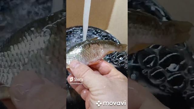 Как солить и сушить РЫБУ 🐟. 2 недели сушим.