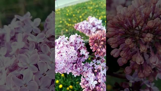 Загадай желание, сирень пять лепестков#сирень #лепестки #цветы #красивыецветы #лето #природа #Россия