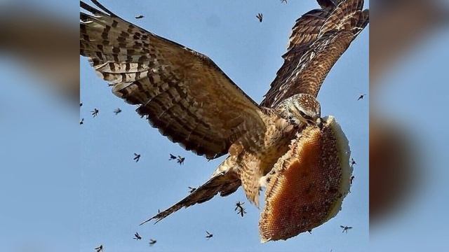 Интересные животные. Позитивный настрой на день. Хорошее настроение.