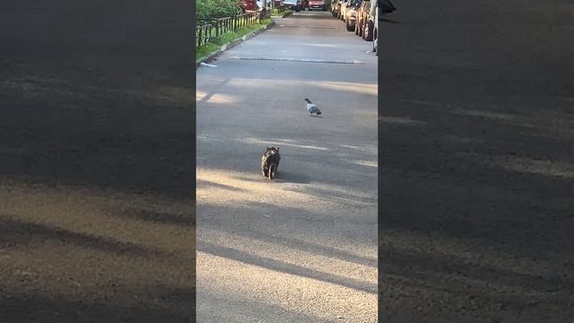 Кот ловит голубя
