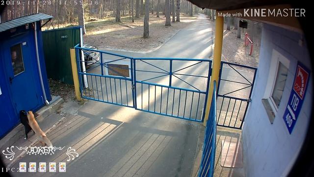 Лиса напала на собаку