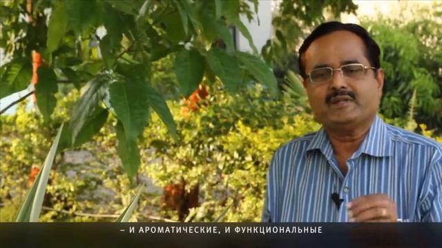 Aveda рассказывает: аюрведические корни куркумы и амлы
