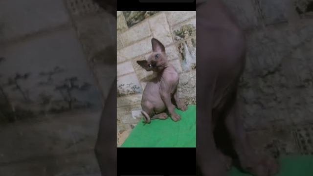 канадский голубоглазик