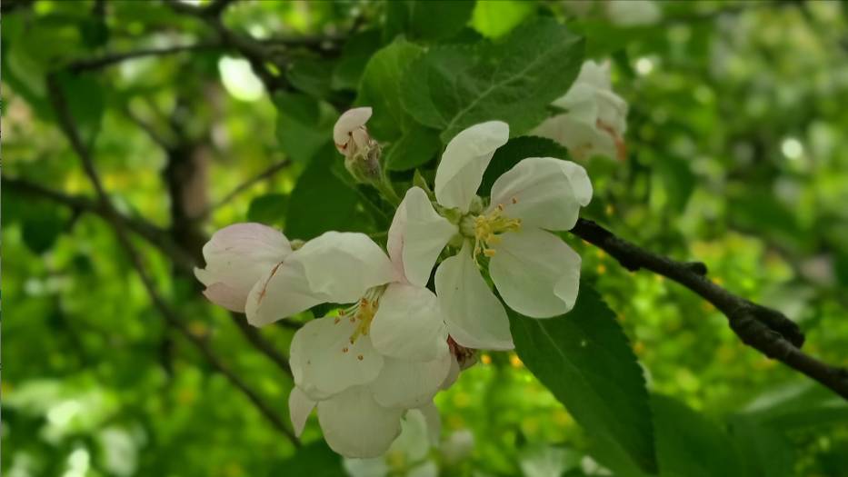 Красивое цветение деревьев и цветов в мае
