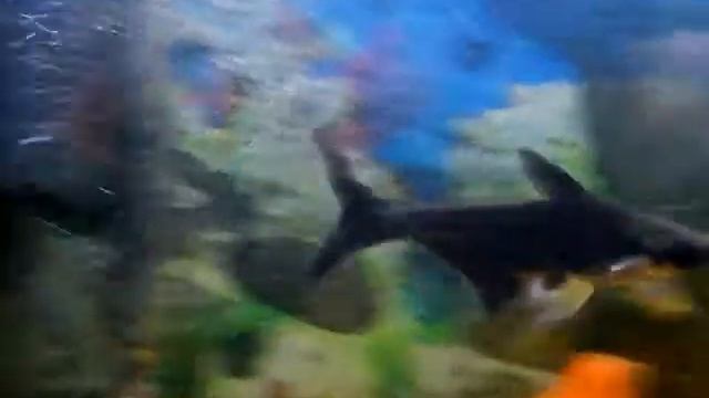 Tiburon Pangasius~(PANGASIANODON HYPOPHTHALMUS)~£