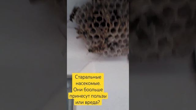 Осы Осиное гнездо в доме польза вред что делать как вывести сохранить Башкирия Башкортостан Мелеуз
