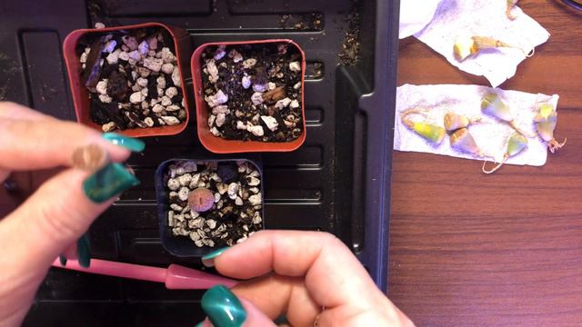 Planting Bare Root Lithops (Living Stone) Plants
