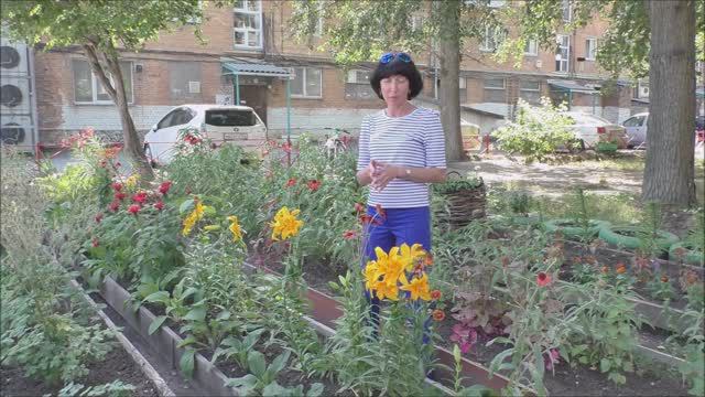 Красота цветов от Натальи у дома 8, 4 м-на. г.Ачинск.16.07.24 г. Автор видео Елена Цыганова.