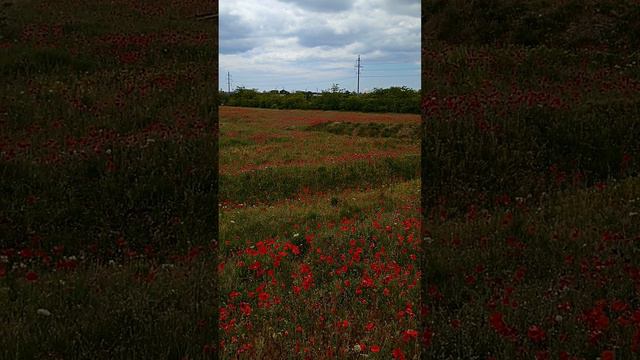 Красивейшие поляны с цветущими маками в Евпатории.