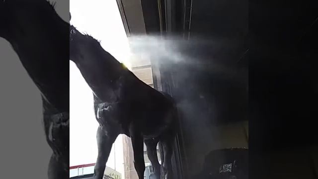 Horse shower