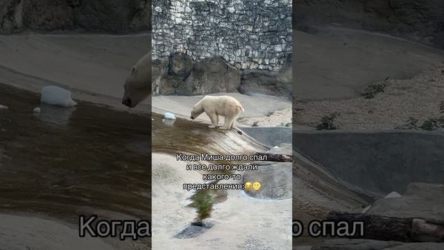 Белый МИШКА показал представление😂🐻❄️