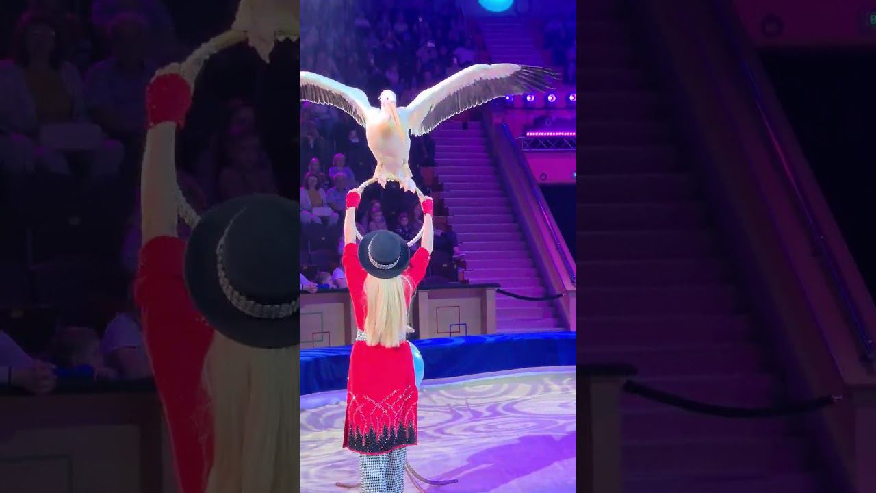 #цирк #пеликан   #circus #birds