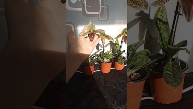 Paphiopedilum callosum 'Big' x sukhakulii