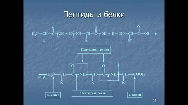 Аминокислоты и белки  Строение и свойства