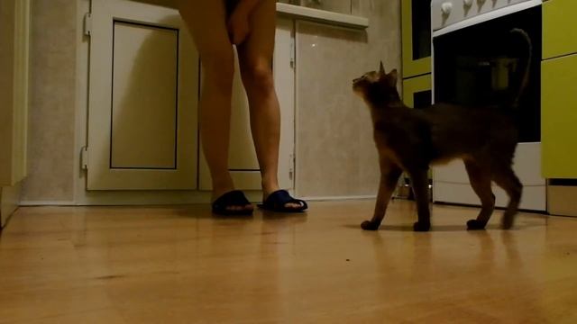 Абиссинская кошка дрессировка.Выполнение команд