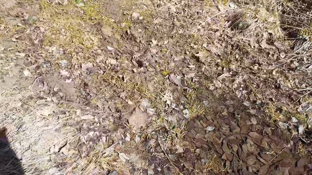 река дача 23.04.24