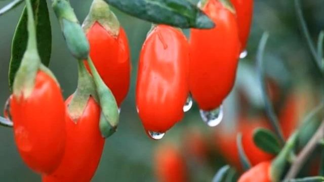 ягоды годжи сушеные купить