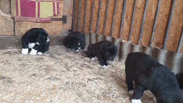 щенки алабая из питомника АЗ Марал продажа ватсап 89278137957
