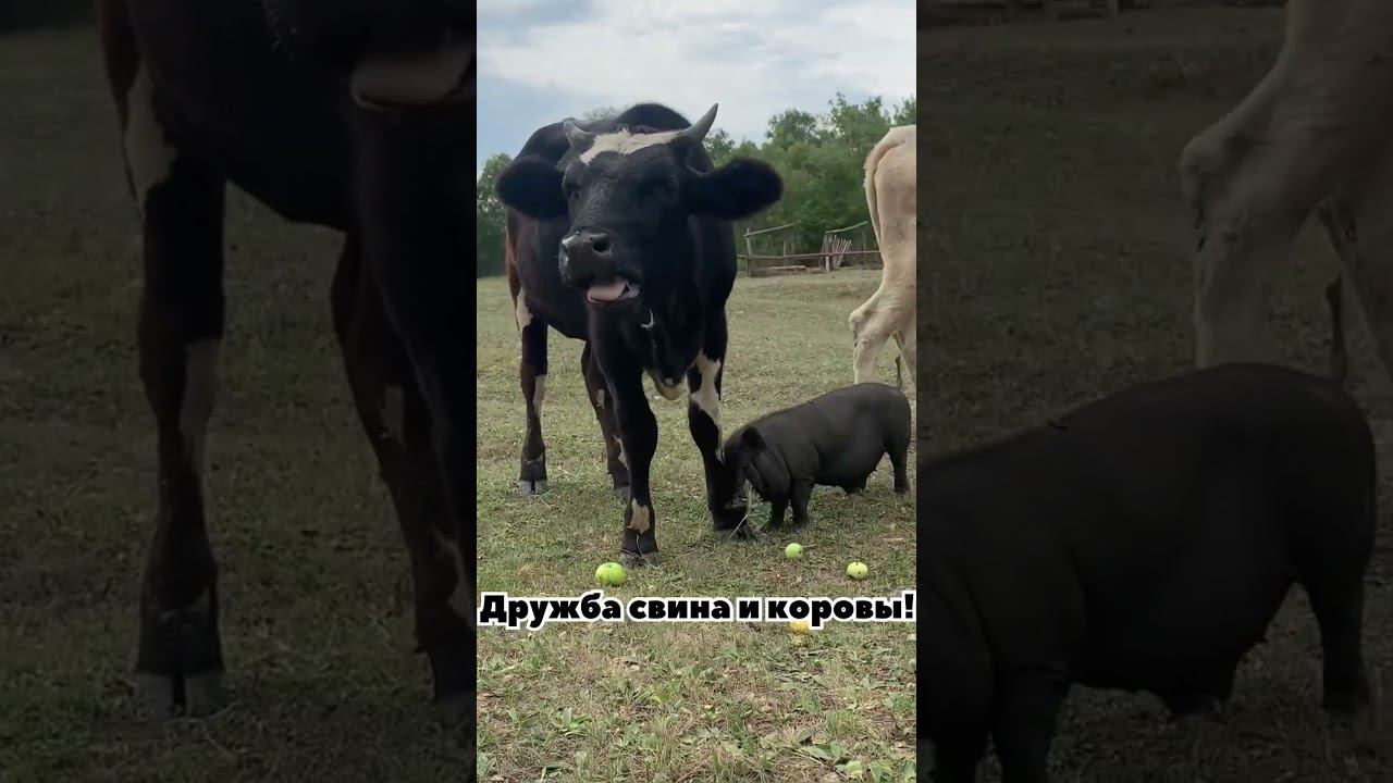 Дружба свина и коровы! Животные одного окраса притягиваются!#shortsclip #животные #шортс #приколы
