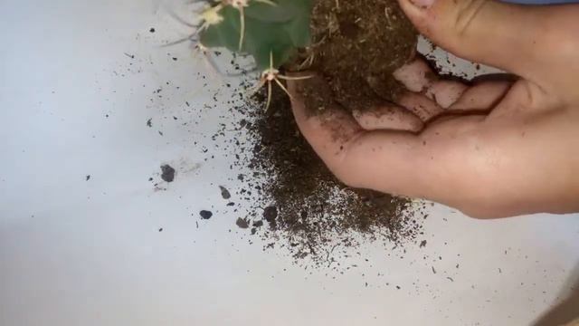 Пересадка двух покупных кактусов