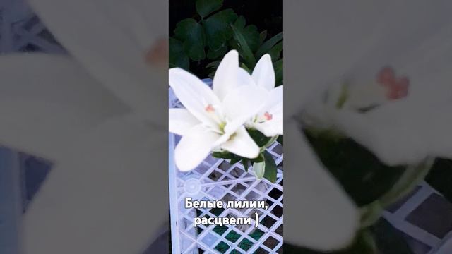 Расцвели белые лилии)