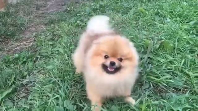 В ты это видел? Самое смешное видео померанцем шпиц танцует