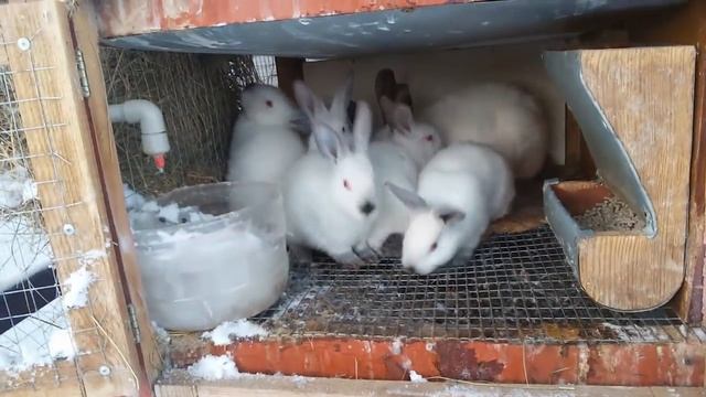 Не покрываются самки. Окролы