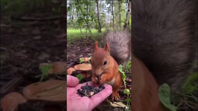 Белка Ням-ням 🐿 #юмор