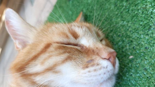 песня про кота Рыжика (1часть)