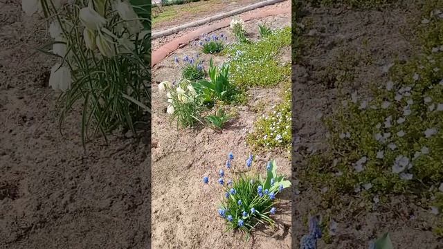 Урал. Клумба с многолетними цветами